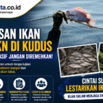 Pelepasan Ikan Saat KKN di Kudus Jadi Sorotan, Risiko Spesies Invasif terhadap Sungai Perlu Diwaspadai