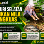 TP PKK Duri Selatan Panen Ikan Nila dan Lengkuas, Dorong Ketahanan Pangan Warga